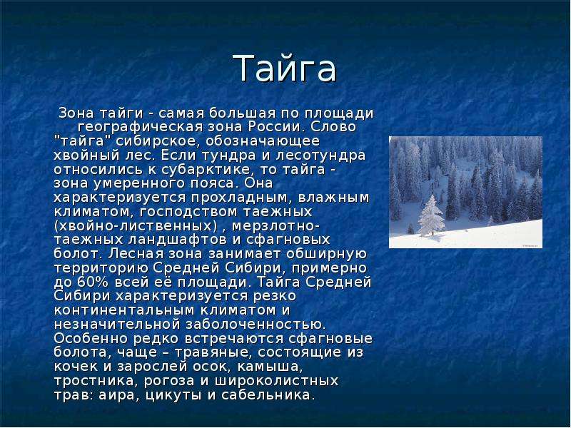 Описание тайги. Стихи о тайге. Сообщение о тайге. Доклад о тайге. Тайга текст.