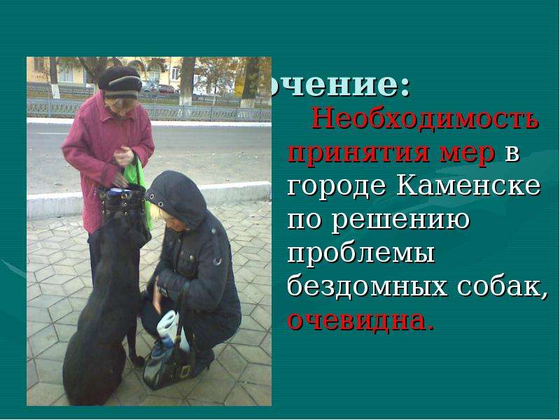 Заключение: Необходимость принятия мер в городе Каменске по решению проблемы бездомных собак, очевид