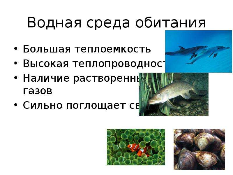 Укажите среду водных. Теплоемкость водной среды обитания. Теплопроводность водной среды. Высокая теплоемкость водной среды. Свет в водной среде обитания.