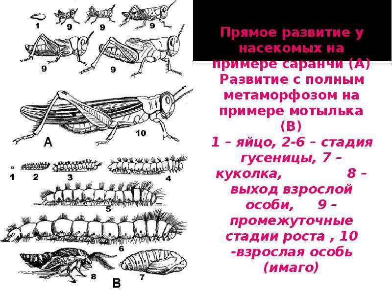 Прямое развитие. Прямое и Непрямое развитие насекомых примеры. Прямое развитие насекомых примеры. Развитие с метаморфозом развитие прямое.