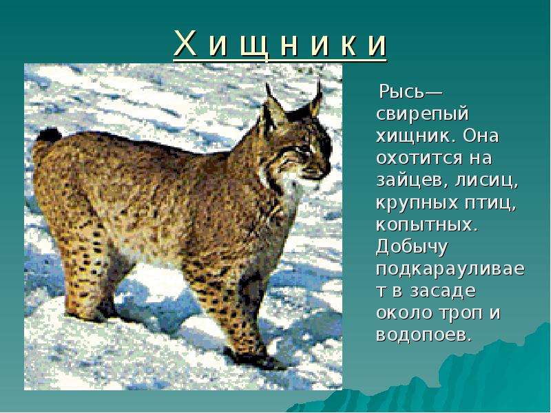 Кошка и рысь 2 класс 8 вид презентация