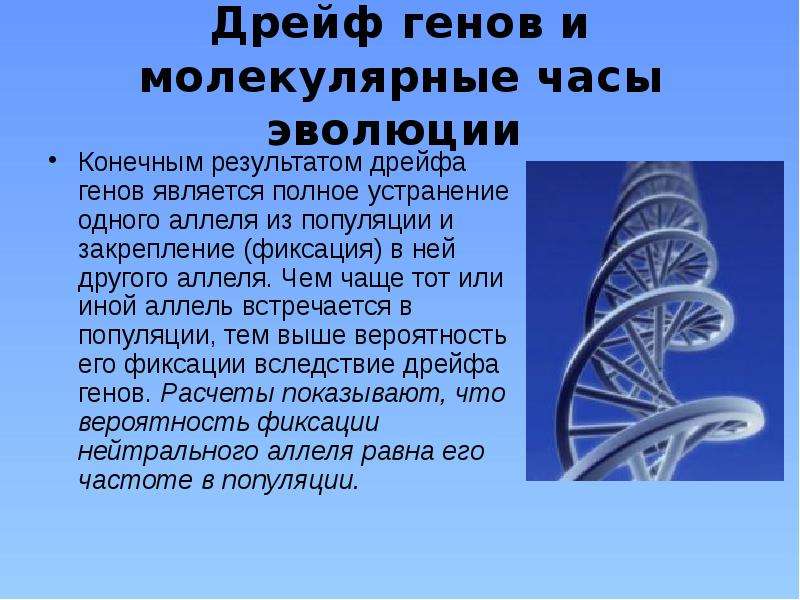 Дрейф это. Молекулярные эволюционные часы. Дрейф это в биологии. Дрейф кратко. Роль дрейфа генов в эволюции.