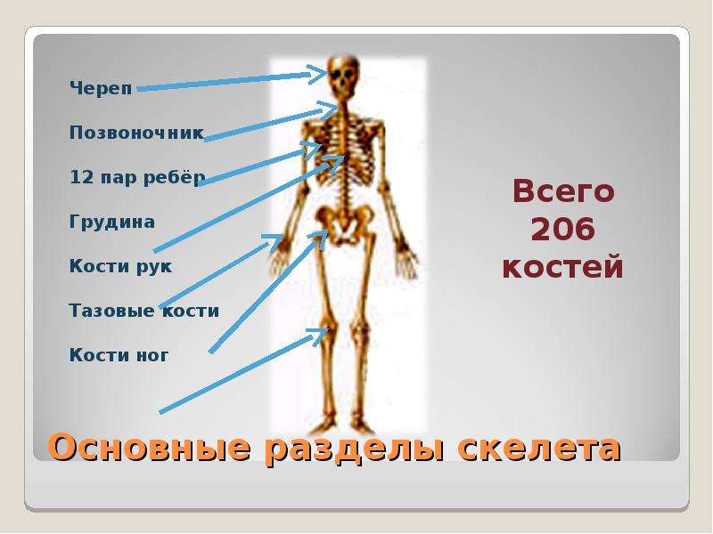 Строение человека фото с описанием