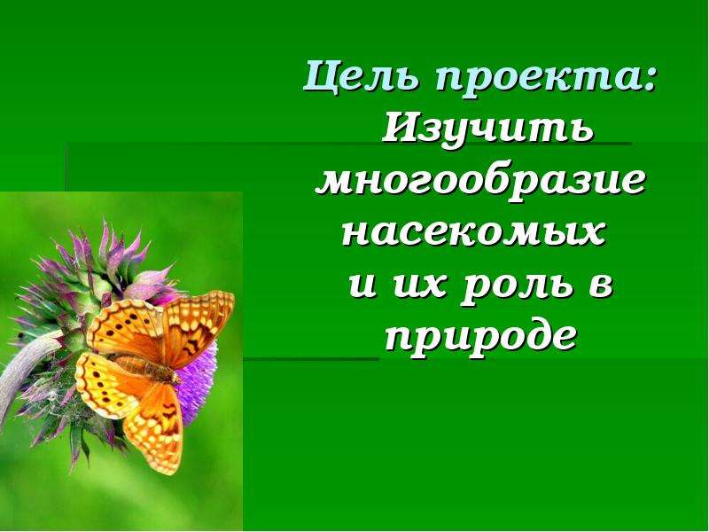 Презентация класс насекомые. Проект насекомые. Презентация насекомые 3 класс. Проект на тему насекомые. Проект по насекомым.