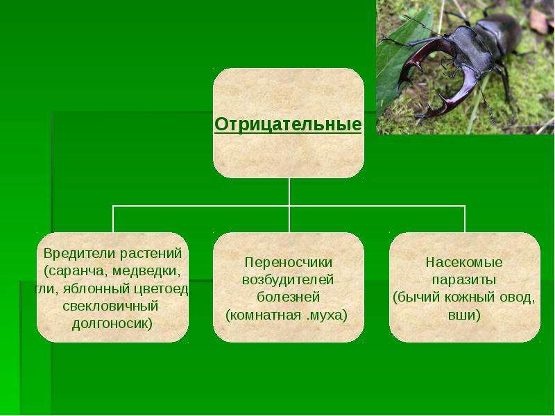 Значение животных в природе и жизни человека 7 класс биология презентация