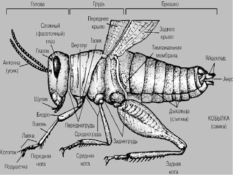 Брюшко. Отделы тела насекомых. Строение головы Стрекозы. Внешнее строение Стрекозы схема. Строение головы Стрекозы схема.
