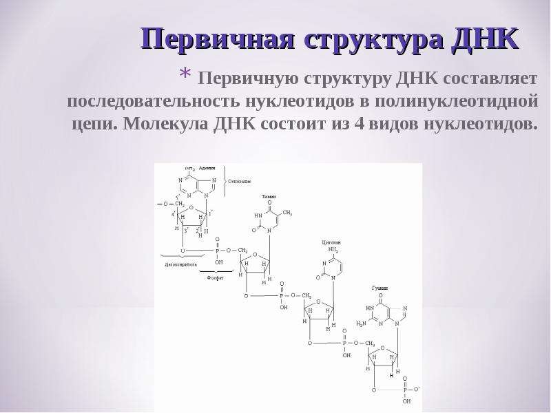 Первичная молекула днк. Строение первичной структуры ДНК. Первичная структура ДНК представляет собой. Первичная структура ДНК биохимия. Первичная и вторичная структура ДНК.