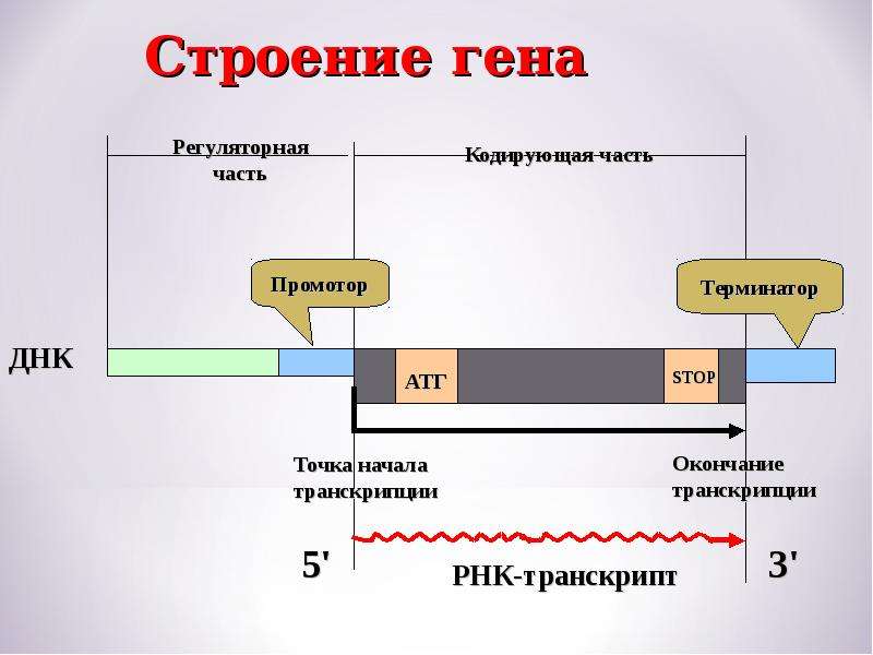 Участки структурного гена. Ген структура Гена. Структура Гена эукариот. Структура Гена рисунок. Современное строение Гена.