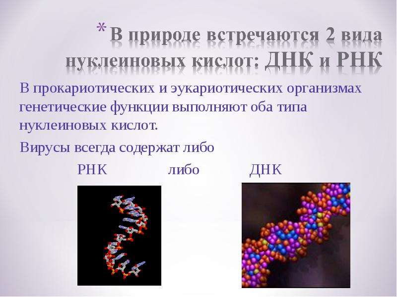 Рнк встречается. Виpус содержащий Тип нуклеиновой кислоты – ДНК. Нуклеиновая кислота вируса. Презентация на тему ДНК. Типы нуклеиновых кислот вирусов.
