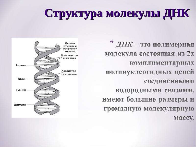 7 днк. Строение молекулы ДНК 9 класс. Структура молекулы ДНК 9 класс. Расшифровка строения молекулы ДНК. Строение ДНК биология.