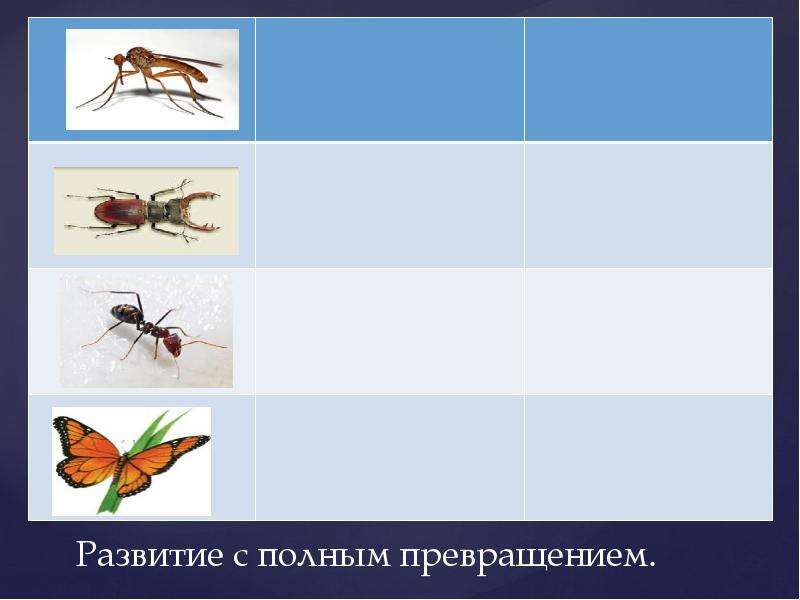 Чудо превращение в зоологии 11. Полное превращение у млекопитающих. Развитие мухи с полным превращением. Arthropod Development.