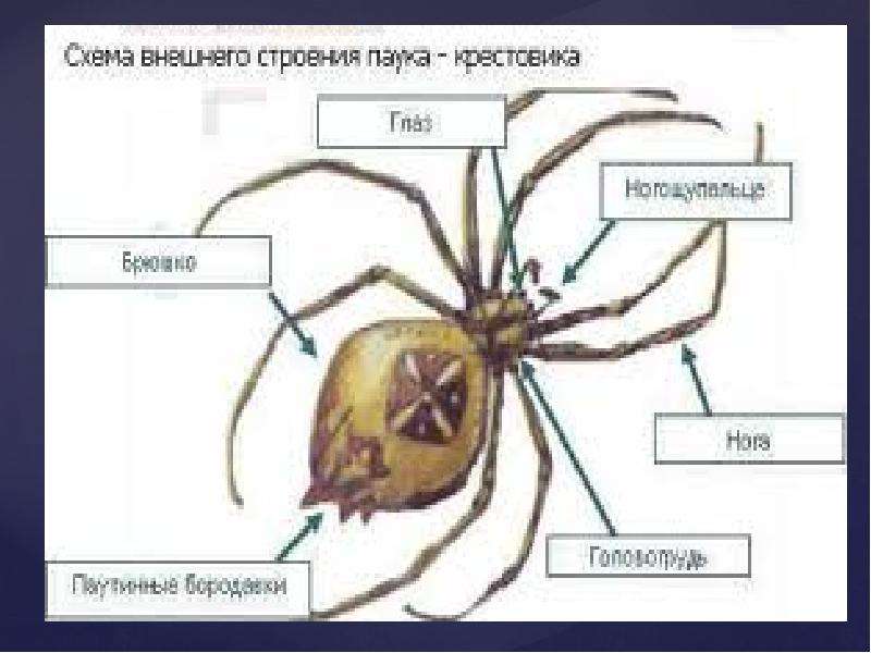 Внешнее строение крестовика