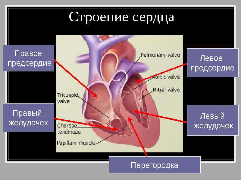 Строение сердца и кровообращения. Особенности строения сердца. Строение сердца таблица. Положение и строение сердца. Таблица строение сердца 8 класс.