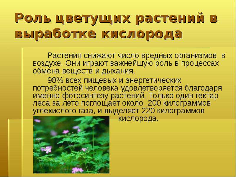 Растения выполняют роль санитаров. Роль растений в природе. Роль растений в жизни человека. Какая роль растений в природе. Растения их роль в природе.