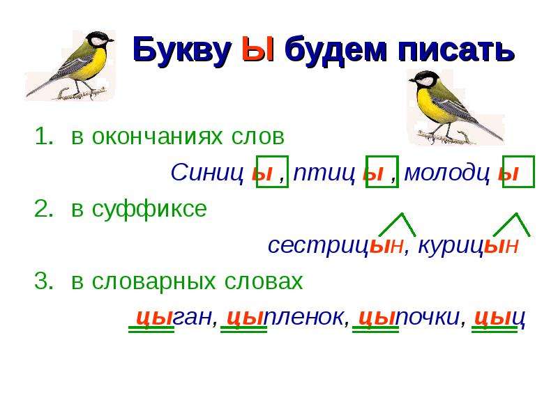 Напиши птиц. Синица словарное слово. Птицы на конце ы или и. Птицы на конце правило. Окончание в слове птицы.