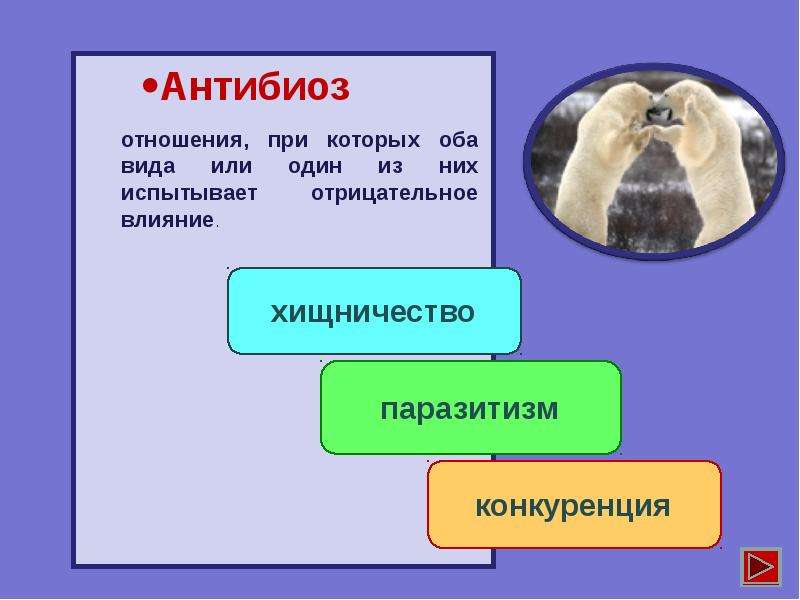 Презентация по биологии антибиоз