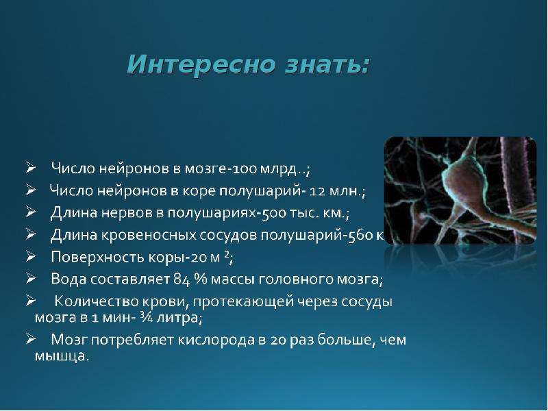 Количество нейронов. Кол-во нейронов в мозге человека. Сколько нейронов в мозге человека. Число нейронов в коре мозга. Количество нейронов в головном мозге человека.