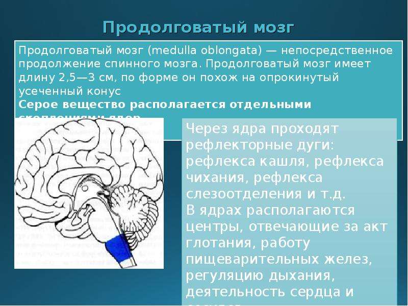 Функции продолговатого мозга 8 класс биология. Жизненно важные центры продолговатого мозга. Продолговатый мозг продолжение спинного мозга. Где находится продолговатый мозг. Продолговатый мозг строение и функции.