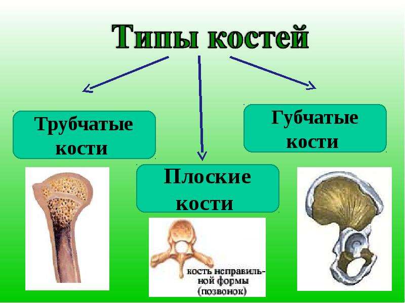 Примеры типов костей человека