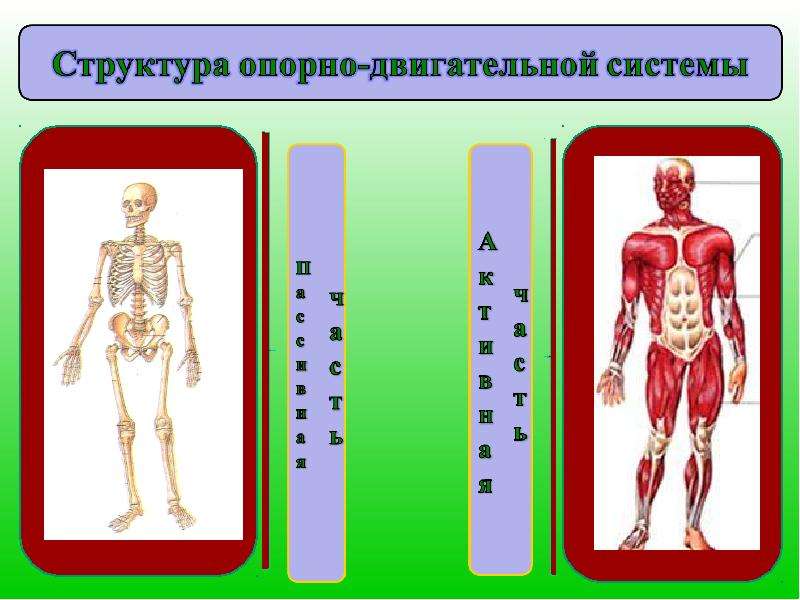 Состав анатомии. Состав опорно-двигательной системы. Строение опорно двигательной системы. Опорно-двигательная система задания. Опорно-двигательная система состав строение и рост костей.