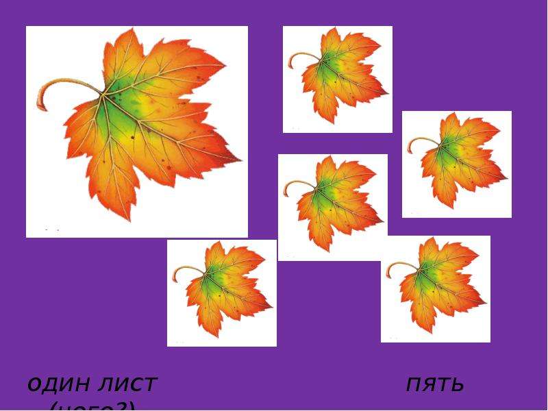 Пять листьев. Один лист два листа пять листьев. Листья на 5 лист. Один лист два листа три листа.