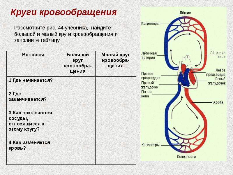 Схема бкк биология 8 класс