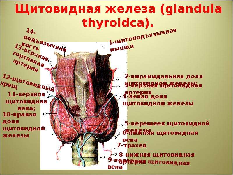 Презентация на тему щитовидной железы