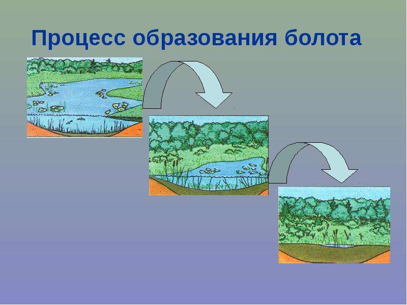 Болота презентация по биологии