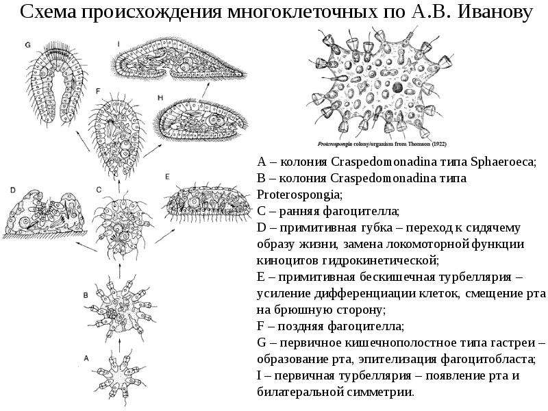 Многоклеточные организмы схема