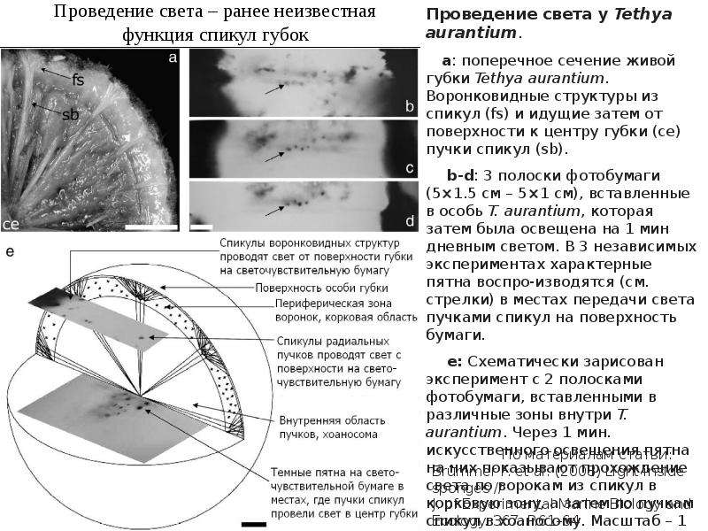 Бумага чувствительная к свету дело первой