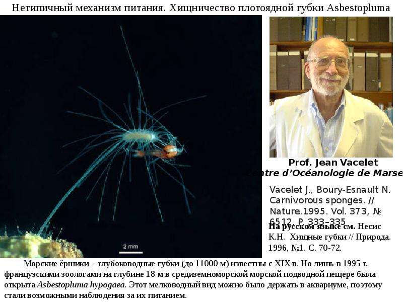 Губка Asbestopluma hypogea. Asbestopluma. Asbestopluma hypogea. Хищничество в природе презентация.