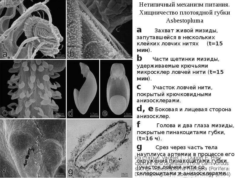 Низший 6. Пинакоциты губок. Asbestopluma hypogea губка. Механизм питания плотоядные. Склероцит у губок клетки.