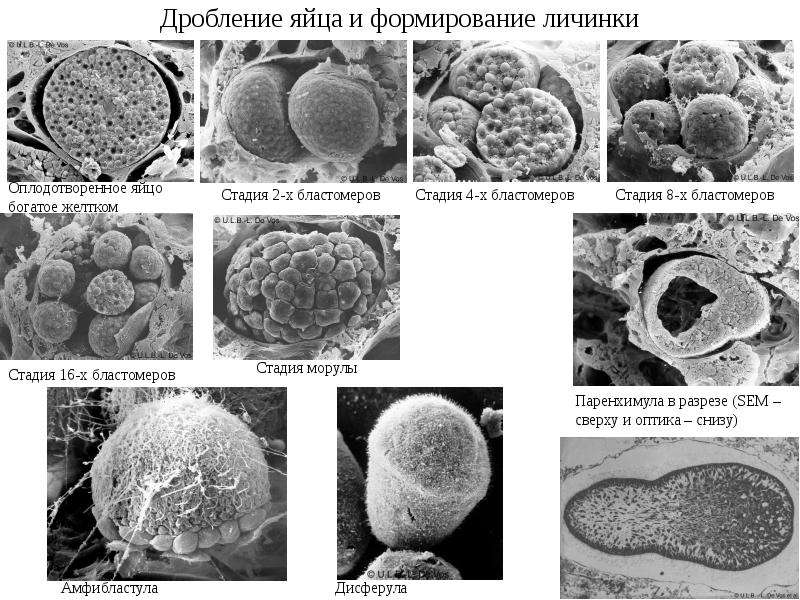 Дробление яйца. Долбление оплодотворенного яйца. Стадия морулы. Стадия 2 бластомеров.