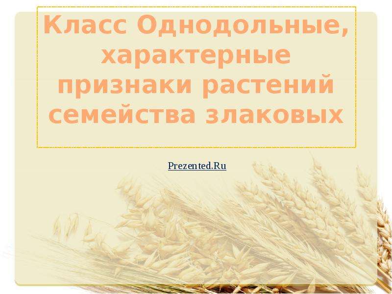 Класс однодольные характерные признаки. Класс Однодольные семейство злаковые.