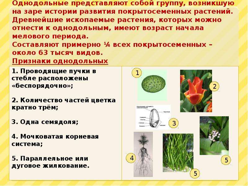 Примеры однодольных растений 7