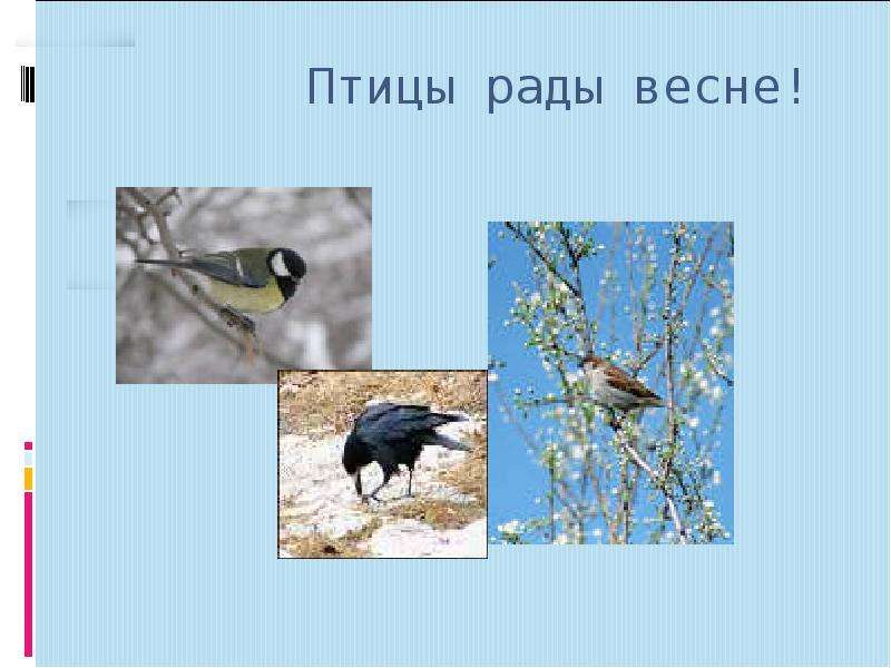 Птицы весной 2 класс. Презентация птицы весной для дошкольников. Жизнь птиц весной. Весенние изменения в жизни птиц.