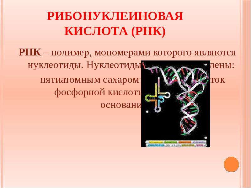 Нуклеиновая кислота презентация