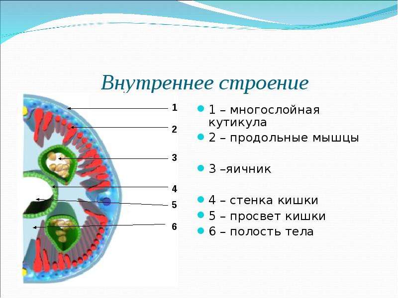 Какие черты строения характерны. Продольные мышцы у круглых червей. Многослойная кутикула у круглых червей. Круглые черви строение покровов тела. Многослойная кутикула у червей.