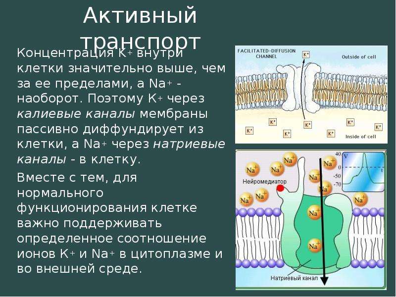 Схема мембранный транспорт