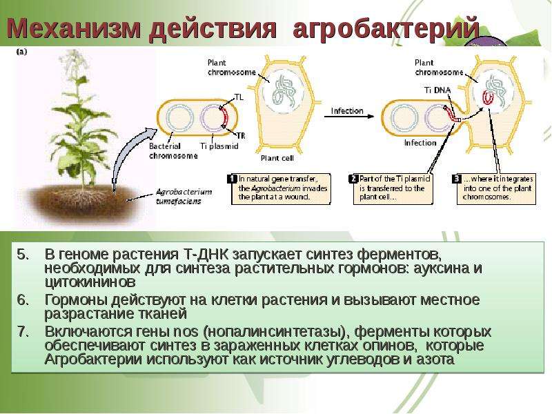 Перенос днк. Агробактериальная трансформация растений. Механизм действий агробактерий. Агробактерии в биотехнологии. Механизм действия ауксинов.