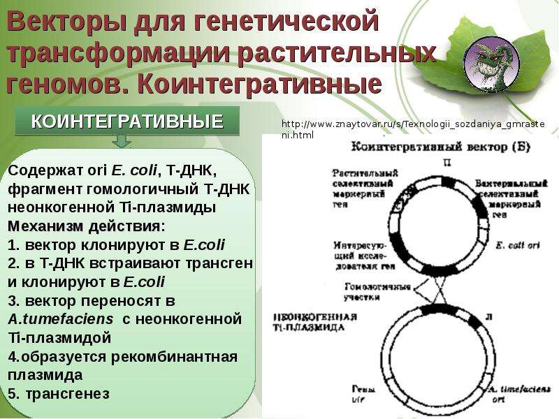 Векторы плазмиды. Векторы для трансформации растений. Структура плазмиды. Строение ти плазмиды. Ti плазмиды.