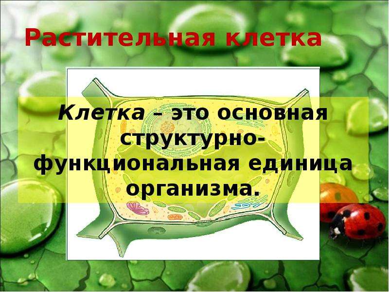 Презентация клетка растения