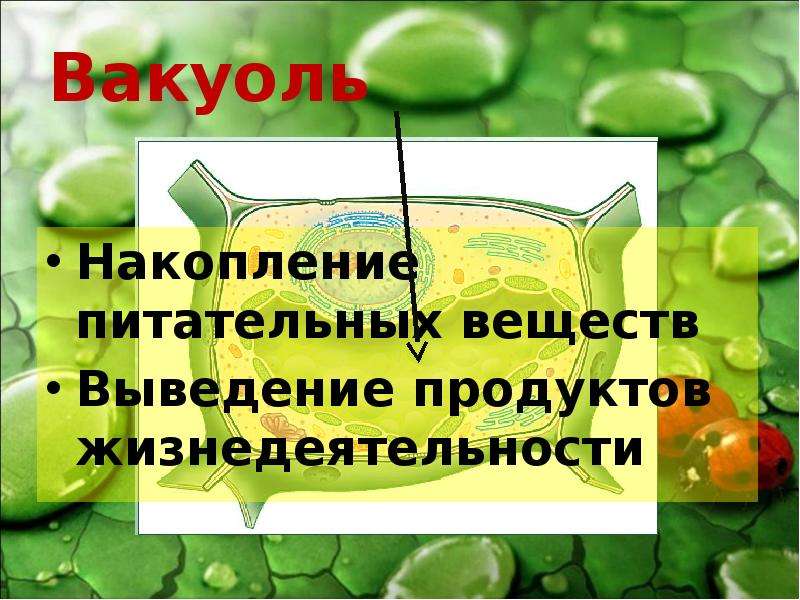 Вещество между клетками. Продукты жизнедеятельности растительной клетки. Накопление продуктов жизнедеятельности в растительной клетке?. Вакуоль. Соединение между клетками растений.