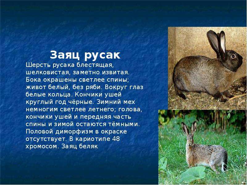 Признаки зайца русака