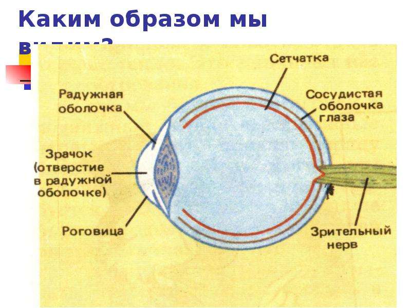 Портится ли зрение. Почему и как портится зрение. Почему у человека портится зрение. От чего портится зрение у детей. Из-за чего может портиться зрение.