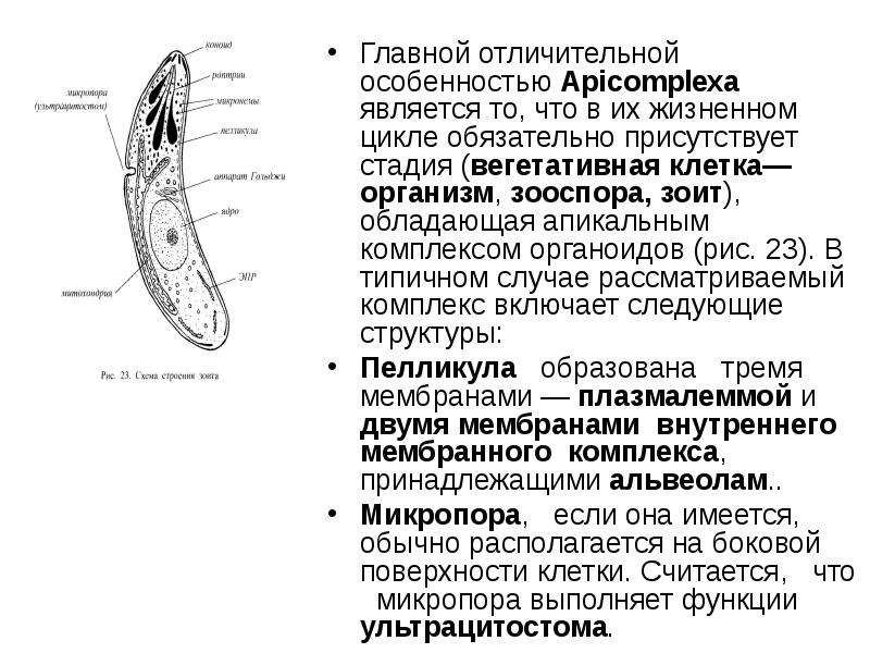 План строения простейших соответствует общим чертам организации