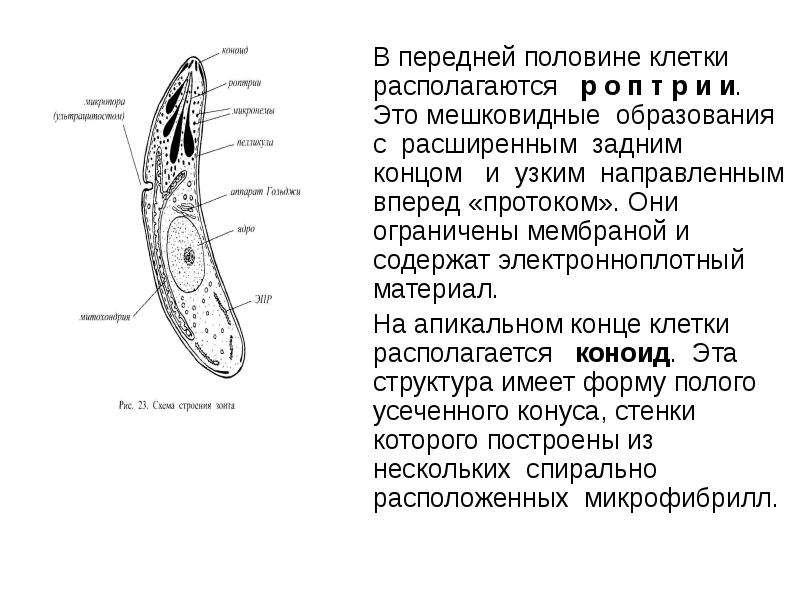 План строения простейших соответствует общим чертам организации