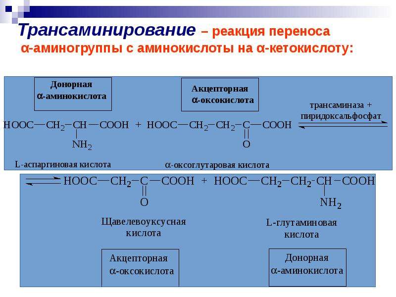 Перенос аминокислот. Глутаминовая кислота трансаминирование. Трансаминирования аминокислот. Переаминирование аминокислот реакция. Трансаминирование аланина с щавелевоуксусной.