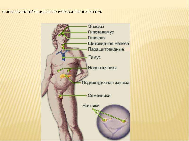 Железы тела. Расположение железы в организме. Железы внутренней секреции. Железы внутренней секреции расположены. Расположение желез внутренней секреции в организме.