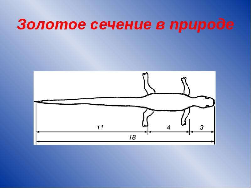 Золотое сечение в природе и архитектуре проект